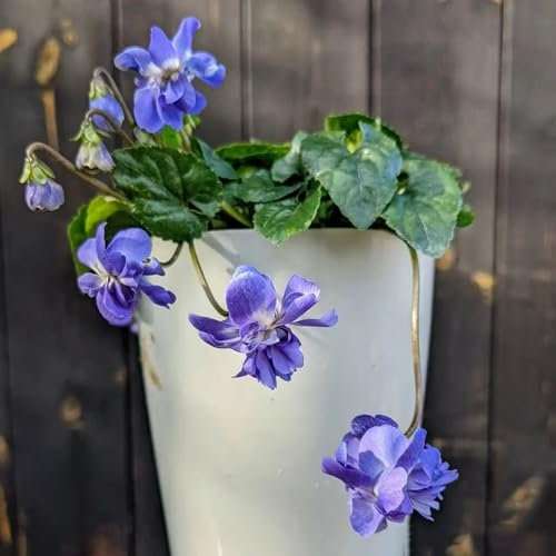 Duftveilchen samen - blumensamen mehrjährig winterhart Duftveilchen samen winterhart pflanzen garten wildblumensamen - Seltene pflanzen - zimmerpflanze blumendeko balkonpflanzen 300pcs