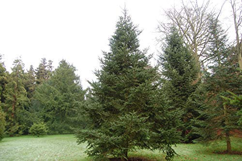 15 Semillas Abeto (Abies fabri)