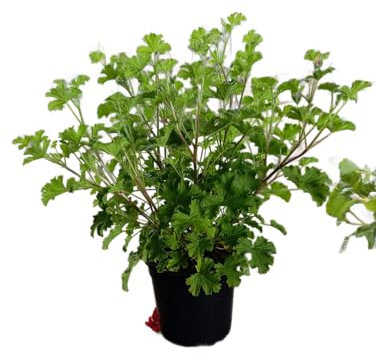 Geranio Limón – Planta Natural Aromática y Resistente con Propiedades Antimosquitos