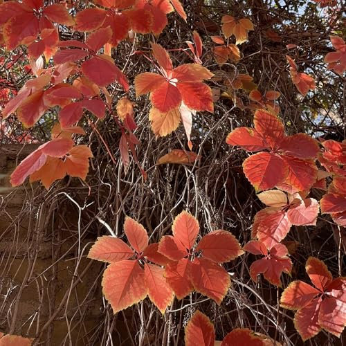 Jungfernrebe wilder wein samen - winterharte pflanzen für balkon wilder wein kletterpflanzen samen, exotische pflanzen winterhart pflanzen hängend, ranke kletterpflanzen luftreinigende 400pcs