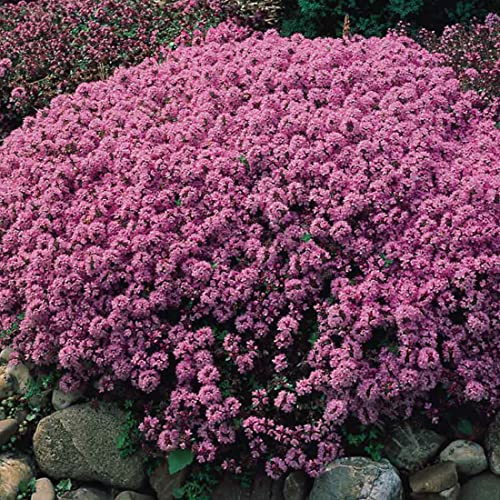6 x Thymus Serpyllum - Lättskött Timjam med Aromatiska Blommor - Krukstorlek 9 cm x 9 cm