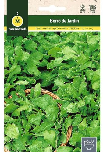Mascarell Graines, Cresson de jardin, graines d'herbes aromatiques à planter, créez votre propre potager à la maison, 15 g