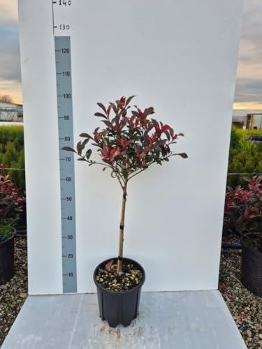 Photinia Red Compact ad Alberello – Sempreverde Ornamentale | Chioma Rossa e Compatta | Ideale per Ingressi, Terrazzi e Giardini – Vaso 22 cm - Giulian Giovani Piante