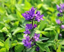 100 pisos en Fiori di Campanula Glomerata Acaulus