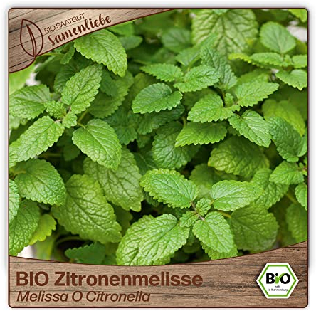 Samenliebe BIO Zitronenmelisse Samen alte Sorte Melissa O Citronella Grün 1000 Samen samenfestes Kräuter Saatgut für Küche indoor und Balkon Garten BIO Kräutersamen mehrjährig und winterhart