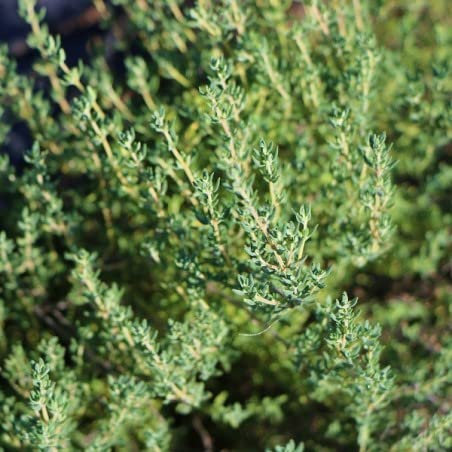 MAELSA® GRAINES EN SACHET POUR POTAGER ET JARDIN - SEMENCES D'AROMATES DIVERS VARIETES (THYM D'HIVER)