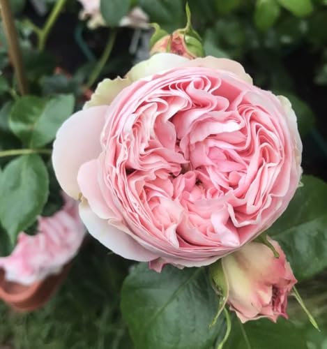 Giardina Climbing Rose Plant, Light Pink Scented Flowers, 3 Litre Pot, Outdoor Garden Plant