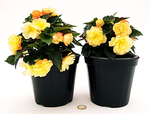 POWERS TO FLOWERS - BEGONIA PENDULA DA BALCONE, A FIORE CHAMPAGNE, 2 PIANTE, VASO 14 CM, piante vere