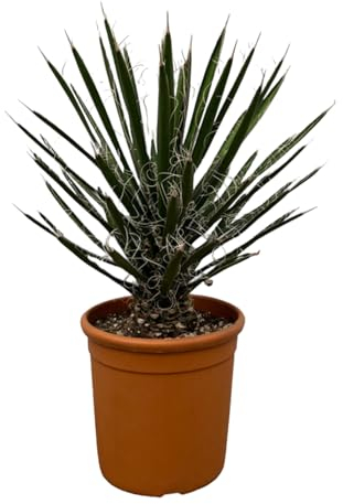 Trendyplants - Yucca Filifera 'Australis' - Plante de jardin - Hauteur 60-80 cm - Taille du pot Ø28cm