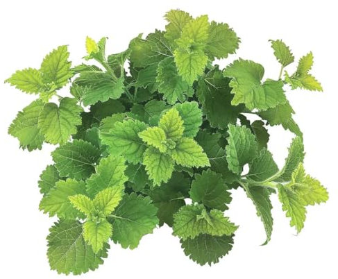 60 Graines de Mélisse Officinale - SemiSauvage Permaculture