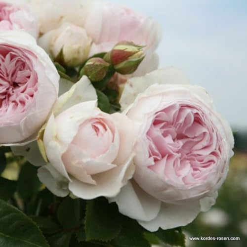 2 x Rosier - Rosa 'Herzogin Christana' pot 25-30 cm - Une Rosier parfumée de Kordes pour les amateurs de Rosiers exigeants