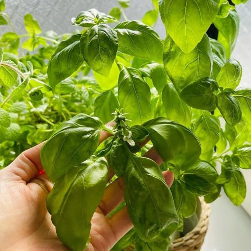 semi di basilico biologico - perenni resistenti da giardino, balcone, per aiuole rialzate, 50pcs