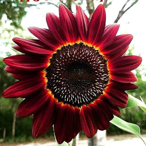 Sunflower Red Moulin Rouge - 30 Seeds + Plant tag + Freebie - Helianthus annuus