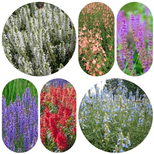 semi di salvia, da interno rampicanti, da cucina giardino del giardino roccioso in vaso 500pcs