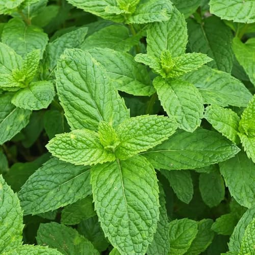 semi di menta resistente - giardino interno appartamento 250pcs