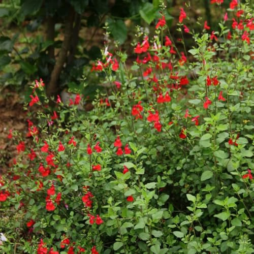 Semi di salvia, perenni Salvia greggii, per giardino di semi vecchie varietà copertura del terreno farfalle 100pcs