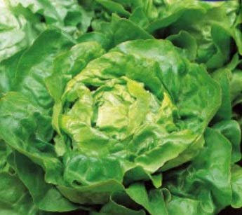 Pezzi - 375x Lattuga Iceberg Appia Lactuca Sativa Verdure Giardino Piante - Seme K514 - Seeds & Plants Shop by Ipsa