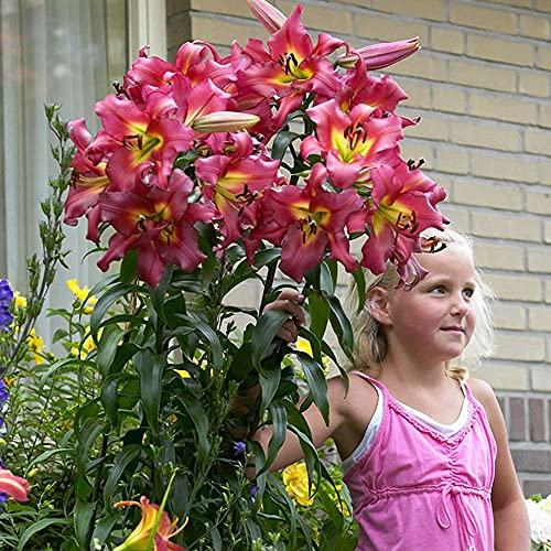 COOTO Garten Lilien Zwiebeln Winterhart Mehrjährig – Rosa Baumlilien Satisfaction - Blumenzwiebeln Lilien – Blumen Deko für Garten und Balkon – Garten Lilien Pflanzen für Viele Jahre