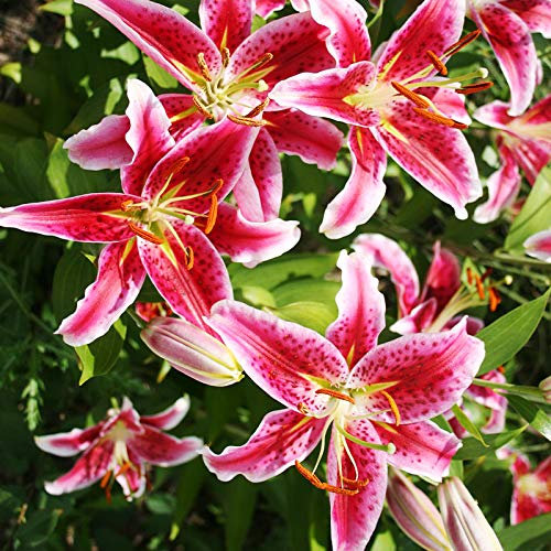 Orientalische Lilien von Stargazer – mehrjährige rosa Blumenzwiebeln (6 Zwiebeln)