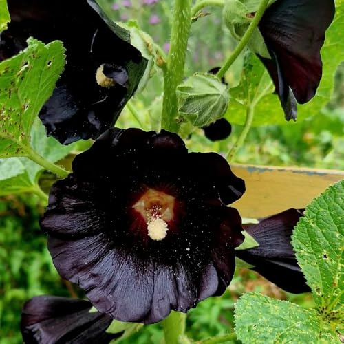 malva real malva real - de jardín de balcón semillas silvestres sombra macizo silvestres exóticas jardín semillas Decoración sala 300semillas