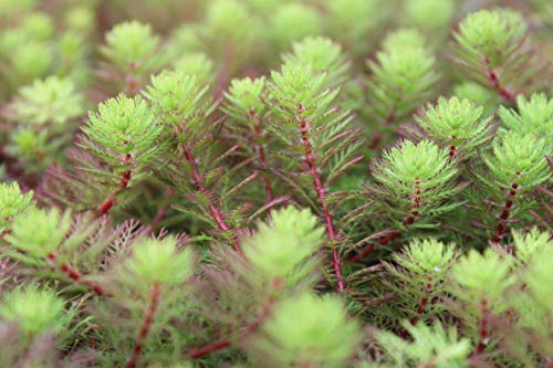 WASSERPFLANZEN WOLFF - Klärpflanze! - Myriophyllum hippuroides - Tausendblatt - Papageienfeder - wasserreinigend - keine kleinen Stecklinge - durchwurzelte Pflanzen!