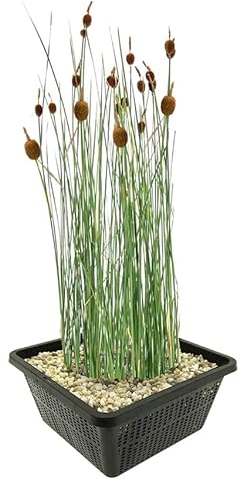 vdvelde.com - Zwergrohrkolben - 4 Stück - 1 Teichkorb - Typha Minima - - Sumpfpflanze- Ausgewachsene Höhe: 60 cm- Platzierung: -1 bis -10 cm