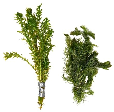 Live Aquarium & Pond Plant Bundle Anacharis Egeria Densa and Hornwort Freshwater Plants