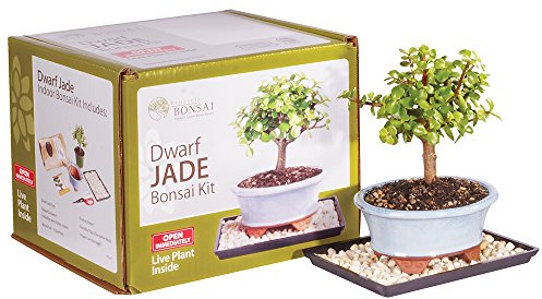 Brussel's Bonsai - Live Dwarf Jade Bonsai Tree Starter Kit with Ceramic Bonsai Pot & Bonsai Soil, Indoor Bonsai Plant Kit, Easy Care Houseplant for Beginners (Green)
