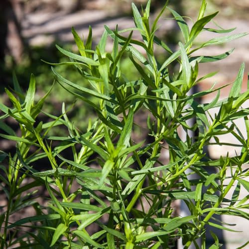 Semi di dragoncello, perenni copertura del terreno semi per aiuole rialzate semi di aromatiche acquistarere di dragoncello 250pcs