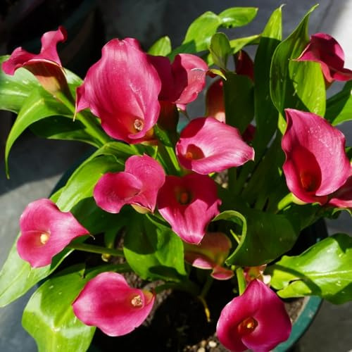 bulbi di calla - Zantedeschia aethiopica - esotiche resistenti decorazione soggiorno giardino roccioso balcone perenni 3pcs