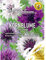 Kornblume Classic Magic Saatgut, Blumensamen
