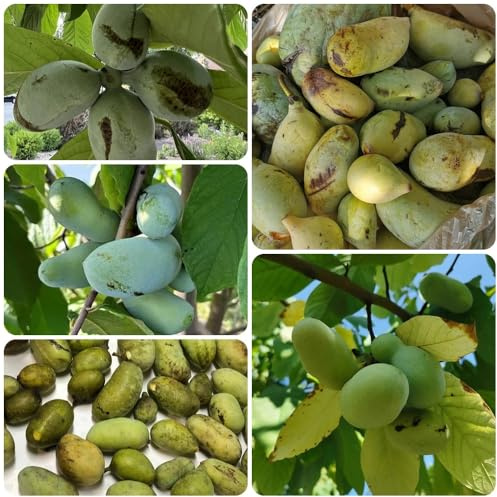 Semi di banane indiane, balcone Papau, Papau, Asimina triloba, balcone resistenti esotici giardino 4pcs