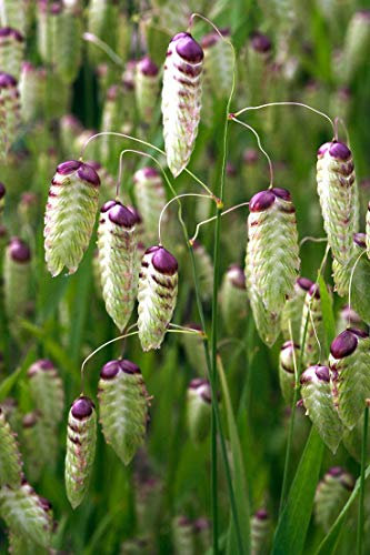 25 Briza Maxima Ornamental Grass Seeds - Greater Quaking Grass - 25 Seeds