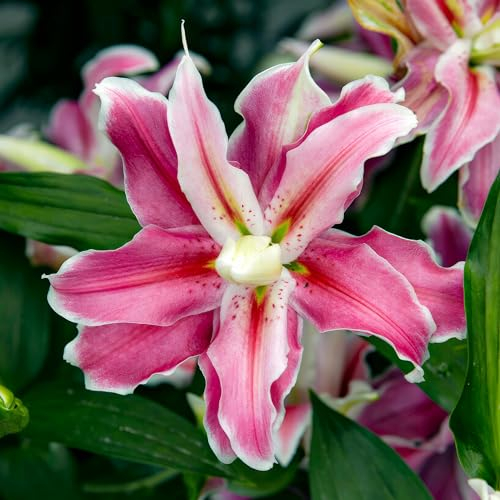 Lotus Lys Distant Drum Doublés (10 bulbes parfumés), Vivace et rustique Bulbes de Lys, Mélange de Hollande pour jardin et balcon (gros, pas de graines)