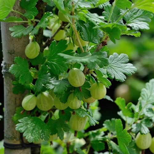 Stachelbeere Captivator 30-40cm - Ribes uva-crispa