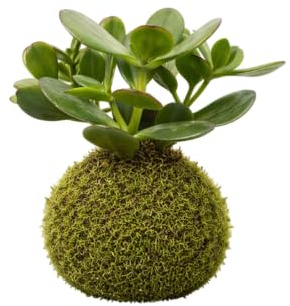Kokedama Natural Planta de Jade DECOALIVE Interior