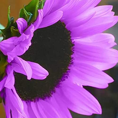 Haloppe 30 Stück Sonnenblumenpflanzensamen für die Bepflanzung des Hausgartens, Blumensamen, die natürliche gemischte Sonnenblumensamen für den Garten verklumpen Violett