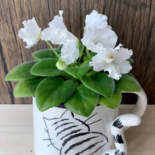 usambaraveilchen pflanze samen, pflanzen für sonnige plätze, hochbeet samen usambaraveilchen samen blumenwiese samen mehrjährig, herbst deko bodendecker winterhart mehrjährig 125pcs