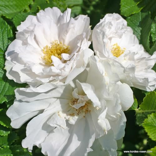 2 x Rosier - Rosa 'White Roadrunner' en pot 25-30 cm - Un hybride Rugosa robuste et parfumé