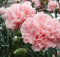 50 semillas de flores de clavel