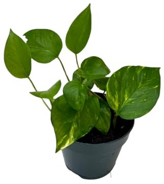 Devil's Ivy - Epipremnum aureum -Golden Pothos |Hunters Robe -Pot Size 12cm