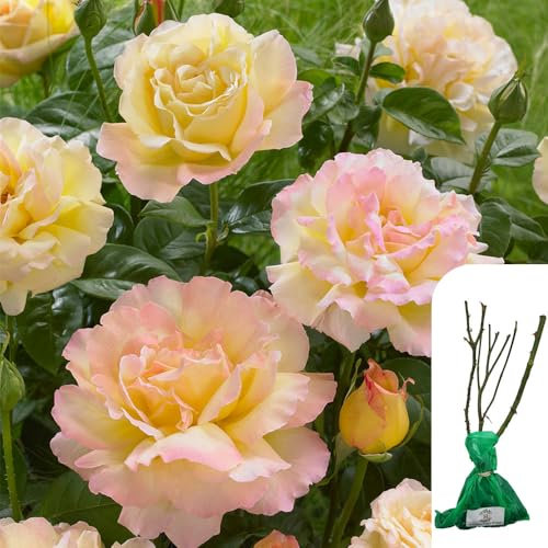 1 x Rosa Peace Hybrid Tea Rose - Yellow & Peach Blooms, Fragrant & Long-Blooming, RHS Gold Medal Winner, Ideal for Garden Borders & Cutting Gardens - When Only The Best Will Do - Top Grade “A” Roses