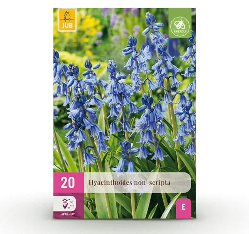 Blomsterlökar - Hyacinthoides non Scripta - Blå - 20 plantor - Lökstorlek 7/8 - Trädgårdsväxt - Flerdeal