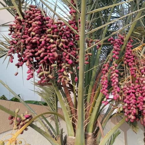 Palma da datteri - raro serre da balcone serra interna decorazione del soggiorno biologico, vecchie varietà in vaso all'aperto rampicanti 5semi