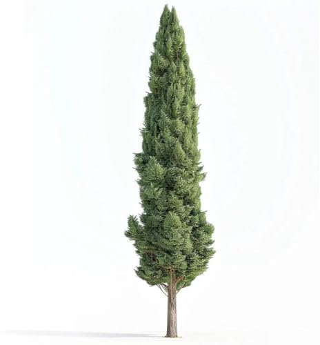 50 Graines de Cyprès d'Italie (Cupressus sempervirens stricta)
