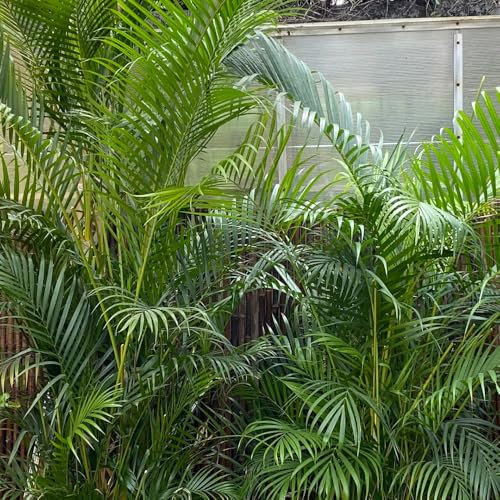 Goldfruchtpalme Samen - blumensamen Dypsis lutescens - winterharte pflanzen für garten grünpflanzen zimmerpflanzen samen zimmerpflanzen exotische pflanzen winterhart pflanzen deko 100pcs