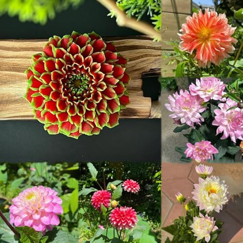 10 piezas bulbos de dalia - resistentes al exterior, bonsais de interior, perennes resistentes, para decoración