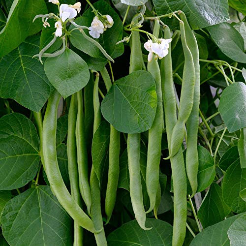 Runner Bean Seeds 'White Lady' Half-Hardy Annual Vegetable Garden Plants Easy to Grow Your Own 1 Packet 30 Seeds by Thompson and Morgan