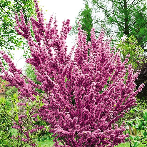Cercis chinensis 'Avondale' Deciduous Compact Hardy Shrub Tree RHS AGM Purple-Pink Blooms Easy to Grow Your Own Garden Trees in Containers 1x 9cm Potted Plant By Thompson & Morgan (1)