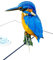 Kingfisher Pop Up Card - 3D Pop Up Cards, Birthday Cards For Woman And Men, Retirement Card, Handmade Greeting Cards, 3D Birthday Card, Get Well Card, Make someone Smile